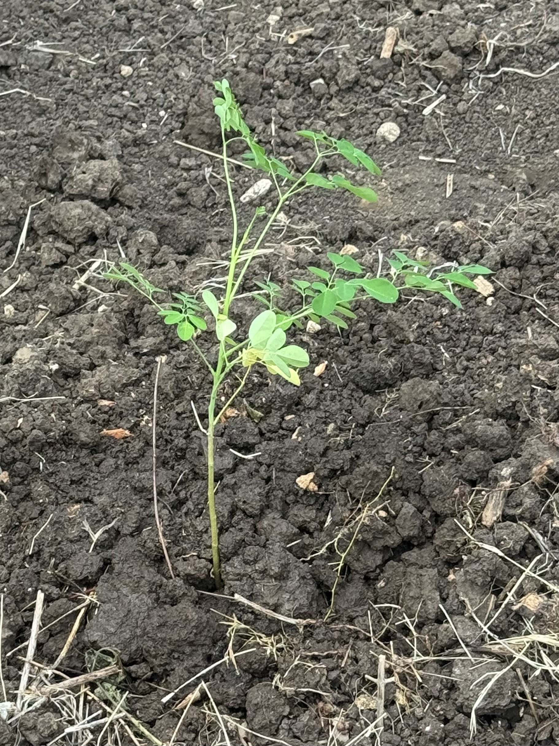 モリンガの植樹　1本目